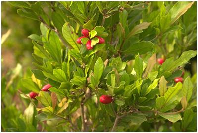 Developing improvement strategies for management of the Sisrè berry plant [Synsepalum dulcificum (Schumach & Thonn.) Daniell] based on end-users’ preferences in Southern Nigeria
